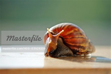 A close up shot of brown color snail