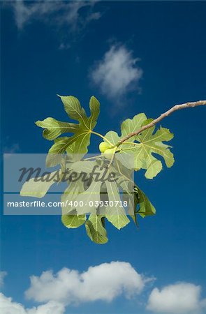 figs on branch in front of blue sky with clouds