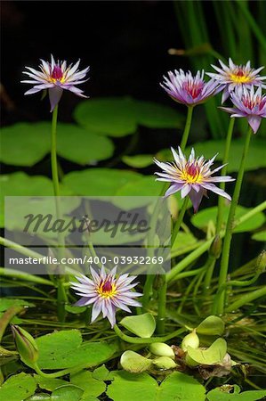 Close-up of some purple aquatic flowers