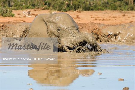 African Elephant having a bath with reflection