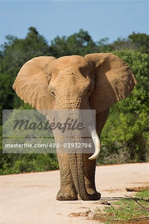 African Elephant with one tusk walking down the road