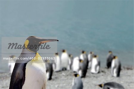 King penguin (Aptenodytes patagonicus) at the beach in South georgia an island close to Antarctica