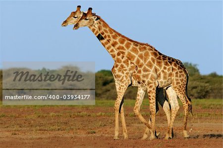 Two giraffes (Giraffa camelopardalis), Etosha National Park, Namibia, southern Africa