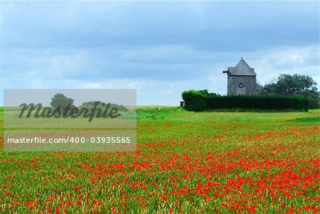 Landscape of an old windmill in a blooming poppy field in Brittany, France.