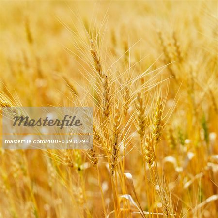 Golden field of wheat ready for harvest.