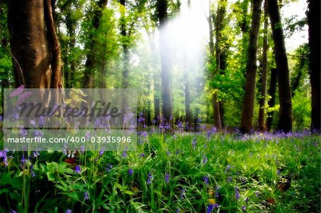 a wood full of bluebells