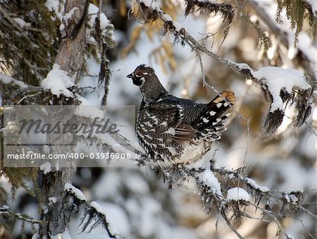 Closeup portrait of a spruce grouse in it's natural environment