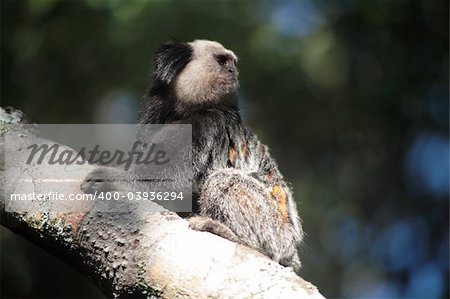 A 3 image set of the New World Monkeys, Tamarins, photographed in their natural habitat (Brazil).