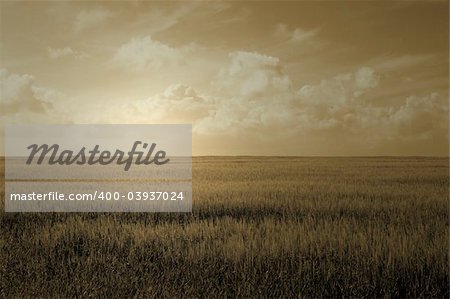 lush green wheat field with cloudy blue sky
