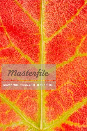 close up of a red maple leaf texture with green and yellow lines