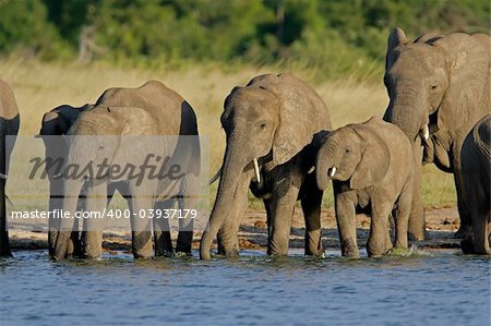 Herd of African elephants (Loxodonta africana) at a waterhole, Hwange National Park, Zimbabwe