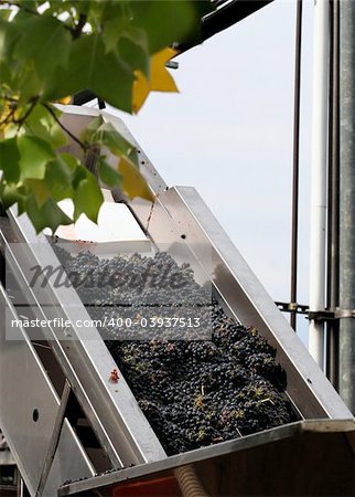 grapes are picked and about to be processed in california winery See Similar