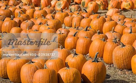 A group of pumpkins at a upper New York market.