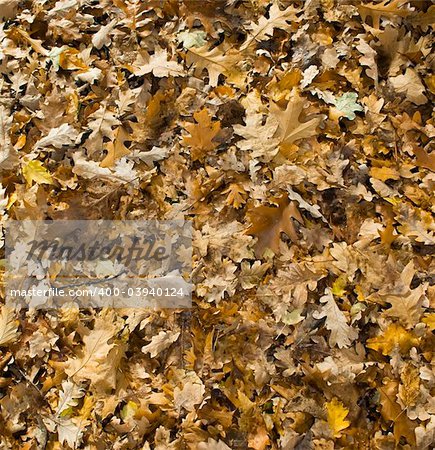 Autumn oak leaves pattern