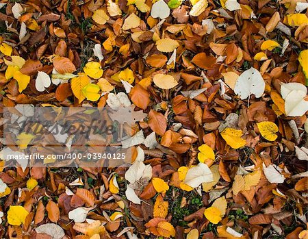 Colorful backround image of fallen autumn leaves