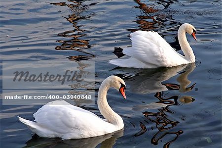 A pair of swans swimming together on a lake