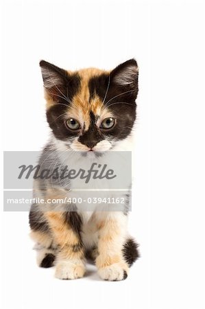 A sadnes kitten sits on a white background