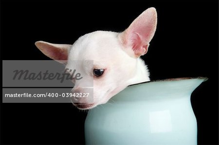 A small chihuahua showing sorrow.