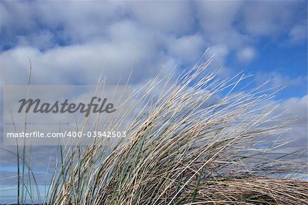 tall grass on irelands coast