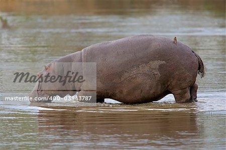 Hippopotamus (Hippopotamus amphibius) walking in shallow water, Sabie-Sand nature reserve, South Africa