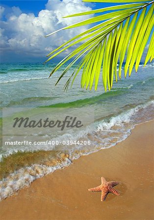 Paradise with palm tree and Starfish on the shore of beautiful beach with colorful and clean waters