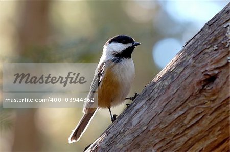 Picture of a Black-capped Chickadee (Poecile atricapillus) on a branch