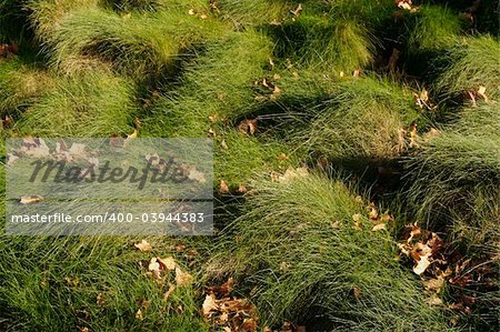 Lush Green Grass Background Image.