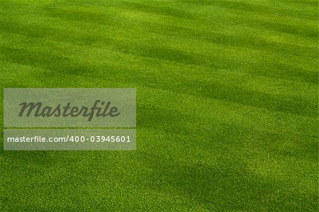 Lush Green Grass with Lawn Mower Pattern