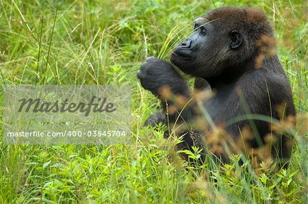 Gorilla sitting in the grass and playing with a couple of strokes.