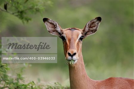 Portrait of a female impala (Aepyceros melampus), Kruger National Park, South Africa