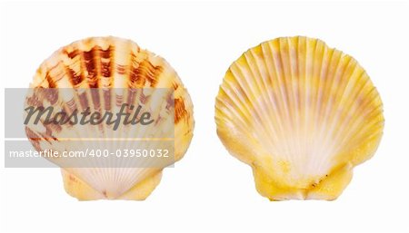 Scallop shells isolated on white background