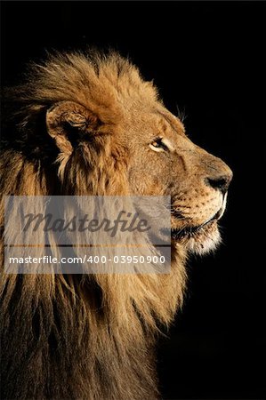 Side portrait of a big male African lion (Panthera leo), against a black background, South Africa