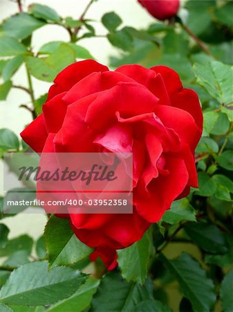 closeup portrait of garden red rose with leaf