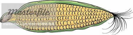 illustration of yellow corn