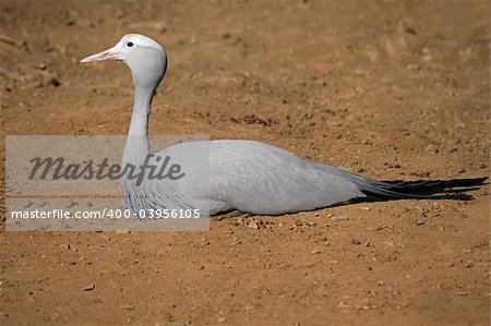 Endangered Blue crane (Anthropoides paradisea), National bird of South Africa