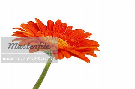 colorful flower: red gerbera on white background