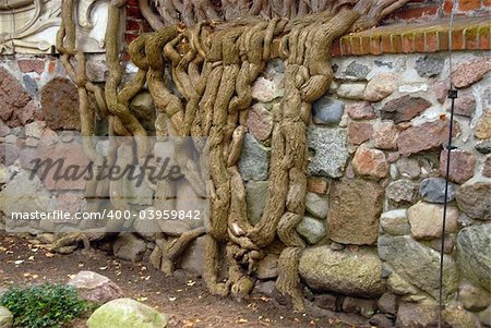 The root system of a tree growing up on castle stones