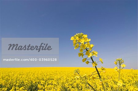 Close-up of a yellow flower in a big field of rapeseed