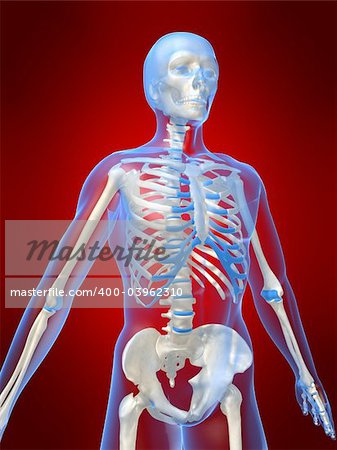 3d rendered anatomy illustration of a human skeleton