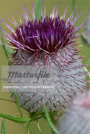 Dolomites flower (Cirsium Eriophorum)