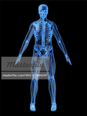 3d rendered anatomy illustration of a human skeleton