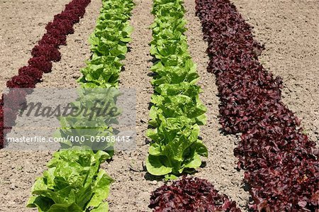Rows of maroon colored organic lollo rossa and green romaine lettuces growing in earth.