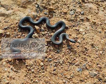 Ring-necked Snake. New Almaden, North California.