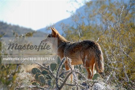 Coyote, Desert Museum, Tucson, Arizona