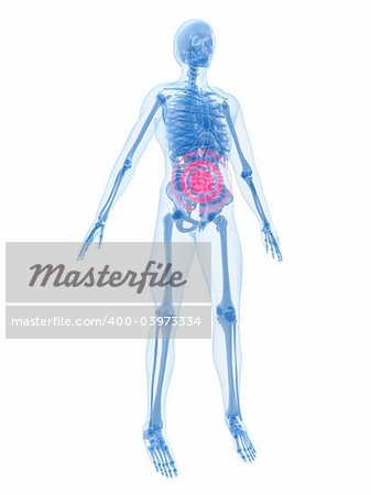 3d rendered anatomy illustration of a human skeleton with bellyache