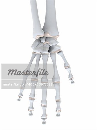 3d rendered illustration of a human skeletal hand