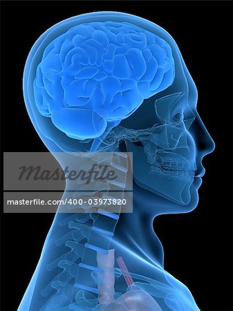 3d rendered anatomy illustration of a human head with brain