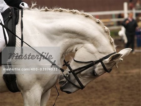 Head of a horse on in dressage. Braid mane for dressage. Braiding provides an aesthetically appealing look for a show horse.
