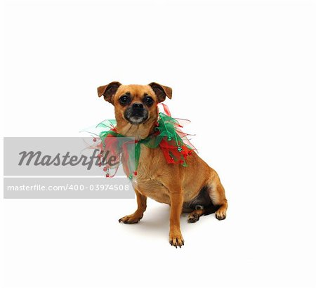 A chuhahua puppy poses in a Christmas collar.