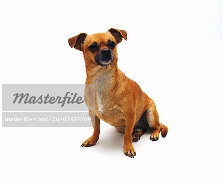 A chuhahua puppy poses on an isolated white background.